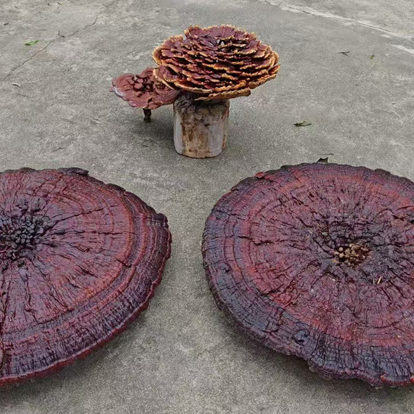 靈芝